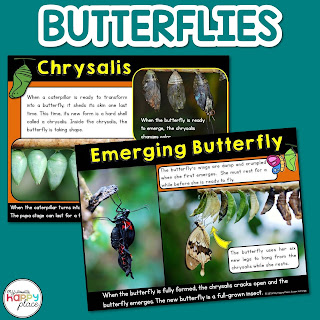 Informational Butterfly Life Cycle Unit