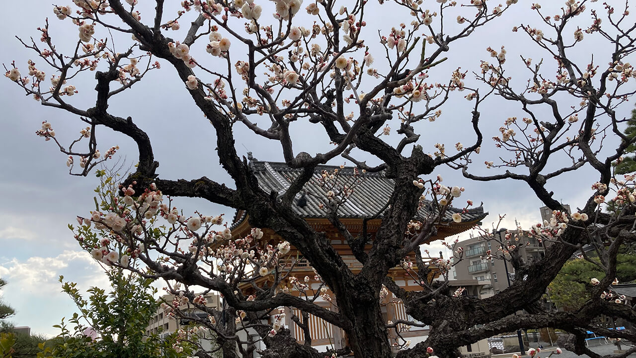 Japanese Plum Blossoms