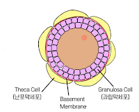 난포는 Theca cell, Granulosa cell로 구성됩니다