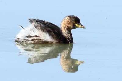 Little Grebe