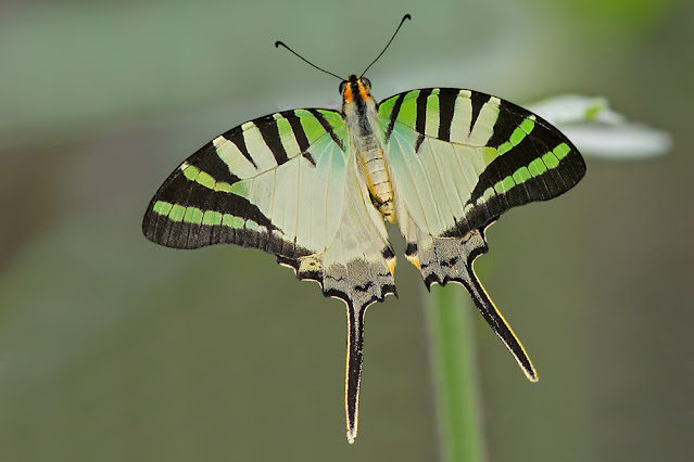 Graphium antiphates