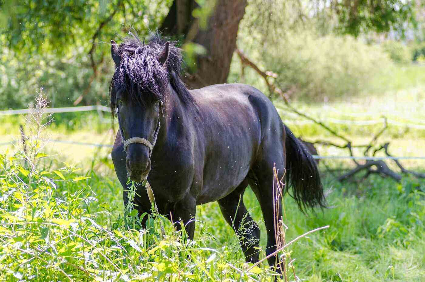 black horse grazing on tall grass - ask a farrier - are there different types of laminitis and founder