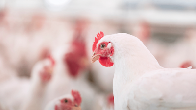 How to prevent avian influenza in poultry