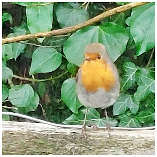 Robin bird sits on a wooden gate, backed by ivy. He is looking at the camera, inquisitive