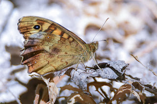 mariposa-maculada-pararge-aegeria-