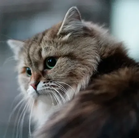 Siberian cats are closely related to Tibetan cats