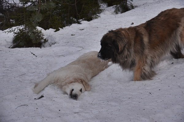 golden retriever leonberger