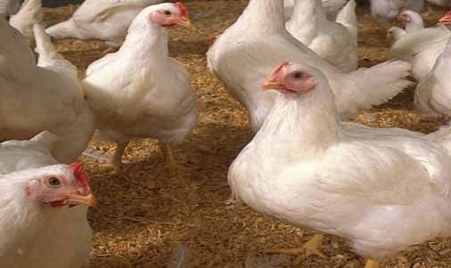 चिकन खानेवाले हो जाएं सावधान, मुर्गियों में फैल रहा है बीमारी, 350 मुर्गियों की मौत, सैम्पल भेजा गया कोलकाता