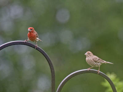 Photo of a pair of House Finches