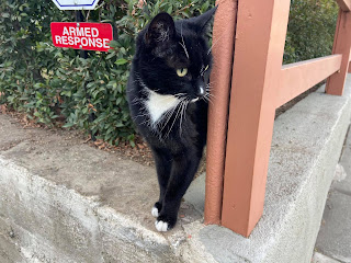 A black and white tuxedo cat looking around a fence with an sign the says "Armed Response" behind him.