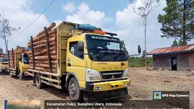 Diduga Tidak Memiliki Dokumen, Polres Samosir Amankan 7 Truk Pengangkut Kayu Eucalyptus.