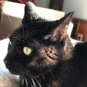 R.I.P. Chucky 7/18/04-11/20/17