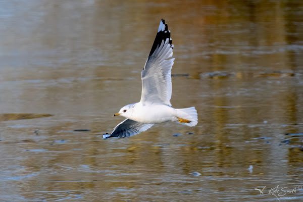 Common gull