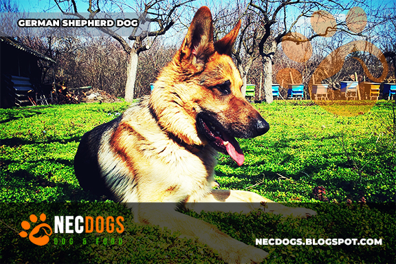 German Shepherd Dog Breed History and Characteristics | NecDogs