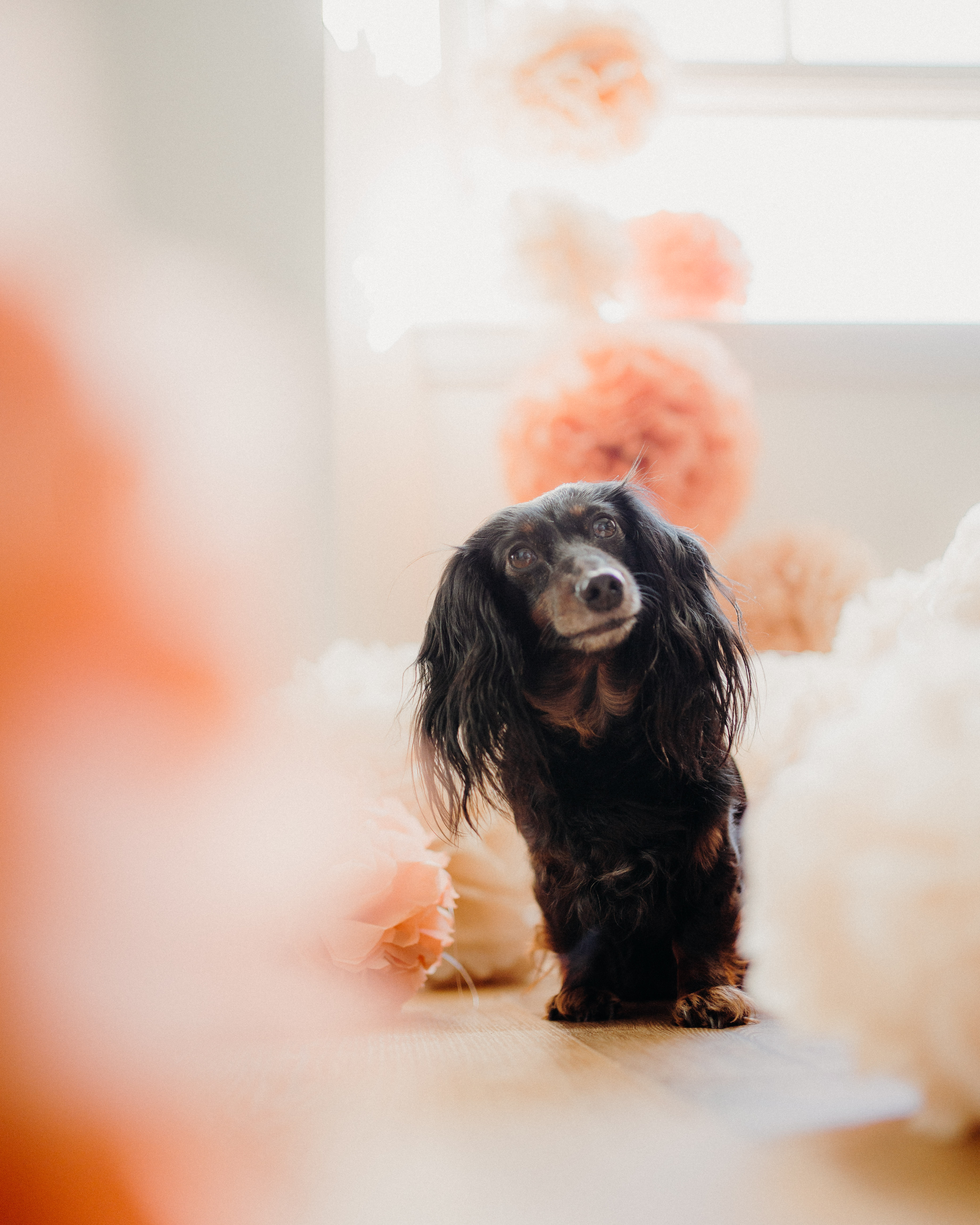 Dachshund Birthday Photo Shoot Flower Pom Poms liquid grain