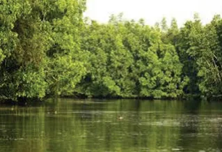 Hutan Mangrove (Hutan Bakau)