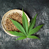 Best 5 Key For Health Benefits of Eating Raw Marijuana Seeds!