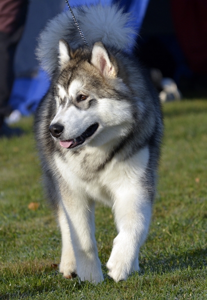 alaska malamute