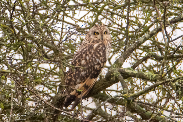 Short eared owl