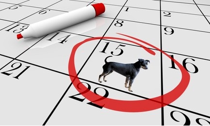 How To Create A Puppy Care Schedule ? And Example