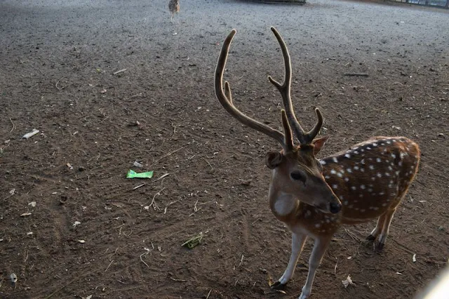 Deer at Karamjol Wildlife Sanctuary