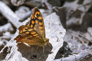 mariposa-maculada-pararge-aegeria-