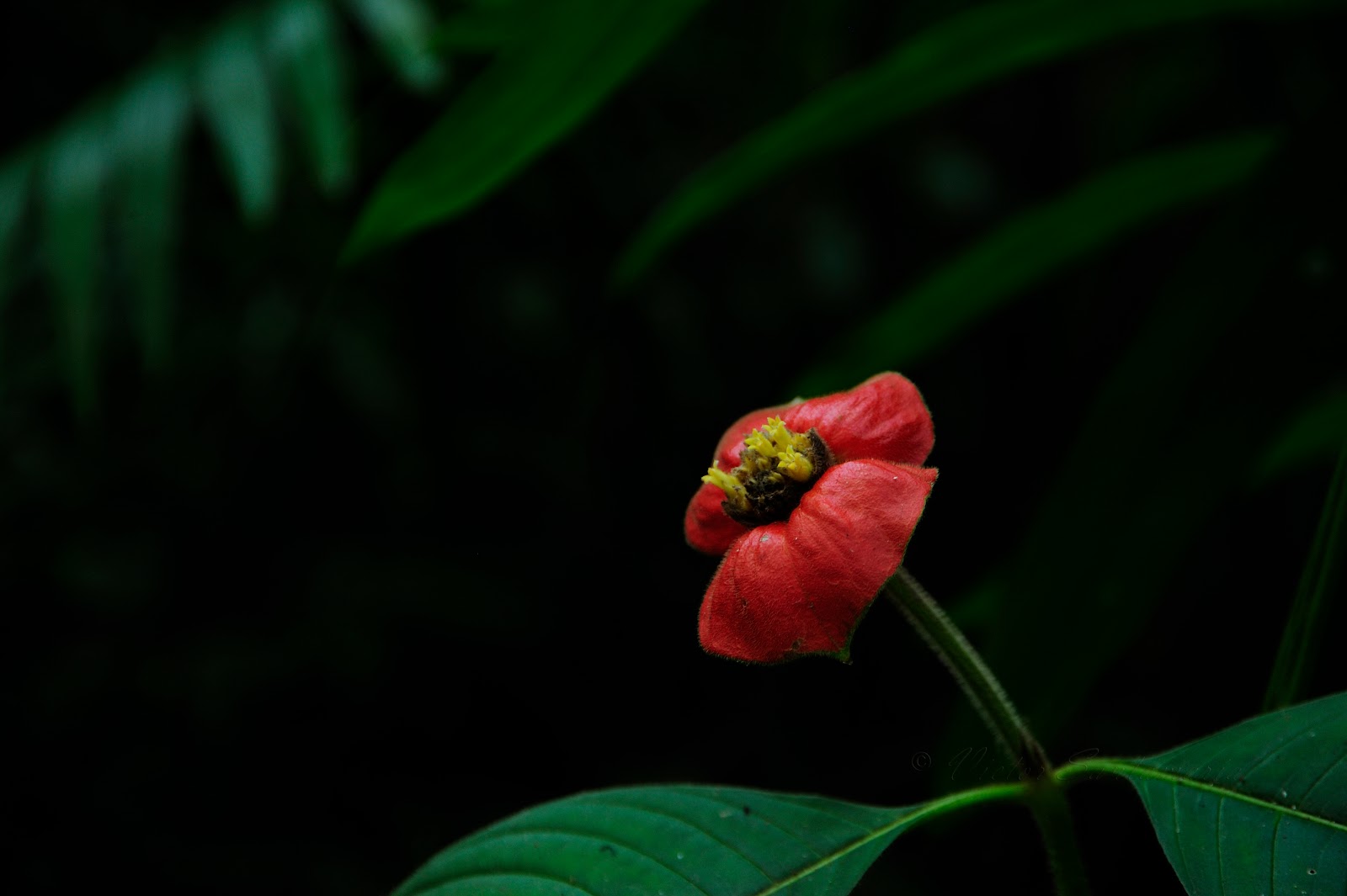 flor del beso