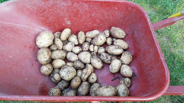 Growing potatoes in a suburban garden