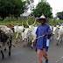 Herdsmen crisis: Ogun journalist loses N1m as cows destroy farm