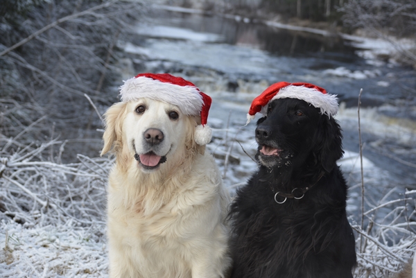 golden retriever flat coated retriever