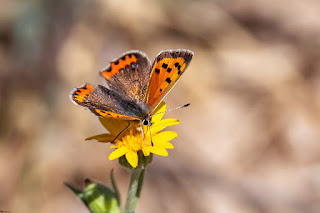 mariposa-manto-bicolor-lycaena-phlaeas-