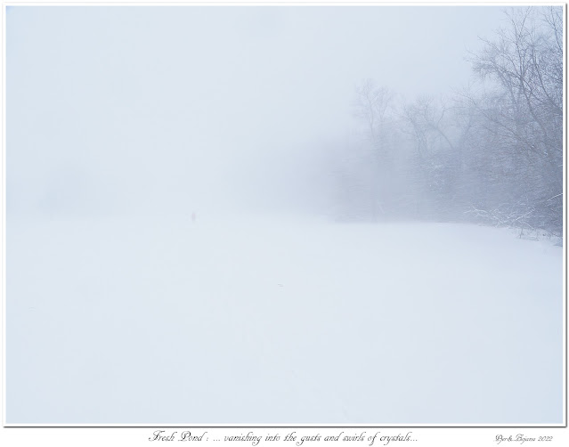 Fresh Pond: ... vanishing into the gusts and swirls of crystals...