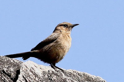 Brown Rock Chat