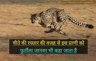 Cheetah Information In Hindi