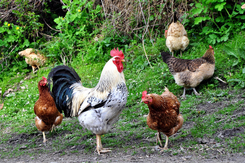 47 Chicken Facts That Will Make You Ruffle Your Feathers!