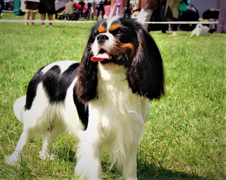 Cavalier King Charles Spaniel History The ancestor of the Cavalier King Charles Spaniel is the toy spaniel, which was very popular in England and Europe in the 16th – 18th centuries. In more recent times, namely in the 19th and 20th centuries, these dogs practically disappeared, and therefore it was incredibly difficult to restore the breed. The Cavalier King Charles Spaniel breed received its name from the name of the monarchs Charles I and II, the grandchildren of Queen Mary.  Like the Queen, both monarchs were extremely fond of spaniels, and Charles II (in English this name is spelled and pronounced as Charles) issued a special decree that stated that the spaniel could be brought to any public place and even the parliament building. He himself has never appeared anywhere without at least two or even three of his favorites.  When King Charles II died, the popularity of these dogs began to fade, because in these times small breeds of dogs were generally quite popular, which means that spaniels had high competition. In their place began to come pugs, which, like an oriental curiosity, excited the minds of the European aristocracy. Moreover, pugs even interbred with spaniels, which is why the latter subsequently acquired a shorter, flattened muzzle and a slightly modified skull.  Despite the fact that many noble persons after the death of the king ceased to consider representatives of this breed their favorites, there were no changes in the estate of the Duke of Marlborough. For quite a long time, a cavalier King Charles Spaniel was kept and bred in this place.  At the beginning of the 20th century, namely in 1920 - 1925, these dogs were practically gone. They were so few that when an enthusiast named Eldridge wanted to recreate the breed, he simply could not find a single individual. He searched for pets at Crufts dog shows and private owners, and then, enlisting the support of the English Kennel Club, offered 25 guineas (pounds sterling) to the one who would provide him with a toy spaniel.  The amount is actually huge at the time. Guinea was divided into shillings and shillings into pence, an ordinary worker could receive one pound sterling per month. As a standard, the type of dog that was during the reign of Charles II was chosen. Eldridge's dog was provided by a woman named Mostyn Walker, and this happened in 1928.  In the same year, a dog show was to be held, however, Eldridge did not live a month before this event. At the show, the woman was handed money and took her dog named Ann, Son, as the standard for the breed Cavalier King Charles Spaniel. Several dogs were transported to America in the middle of the century, and there, after much difficulty, enthusiasts were also able to register the Cavalier King Charles Spaniel breed at the American Kennel Club.     Characteristics of the breed popularity                                                           09/10  training                                                                05/10  size                                                                        01/10  mind                                                                     05/10  protection                                                          02/10  Relationships with children                         08/10  Dexterity                                                             04/10  Molting                                                                07/10     Breed Information Country  England  Lifetime  9-15 years  Height  Males: 30-33 cm Females: 30-33 cm  Weight  Males: 6-8 kg Females: 6-8 kg  Length of coat  longhair  Color  black-tan, ruby, tricolor  Price  800 - 1900 $    Description These are small dogs, with compact physiques. The muzzle is slightly flattened, short, the forehead is pronounced. The limbs are proportional to the body, the ears are long, the tail is short. The coat is long.   Personality Cavalier King Charles Spaniel is a beautiful breed and decorative dog. No other functions are provided in principle, and this has been cultivated and nurtured in the breed for hundreds of years. In the Middle Ages, these dogs lived in luxury and although now times have changed, they still love to be at home, in a cozy atmosphere, together with the owner and loved ones.  Cavalier King Charles Spaniel likes to be held in his arms and generally loves affection. To be in isolation from your family and owner, this breed cannot categorically, and therefore accept the fact that if you buy this dog, leave it for friends while you go on vacation, it will not work. The animal will have to be taken with you.  In general, the breed Cavalier King Charles Spaniel has a good, soft, docile character. But if you spoil him, the character can deteriorate, the dog will become capricious and may not even respond quite adequately, and even to members of his own family. Although, usually these dogs are very friendly and treat literally everyone well. Especially if this person offers delicacies.  King Charles Spaniel has normal energy levels but can be lazy. In any case, regular walks and active games are necessary. They treat children well, rarely show aggression towards them, but, in any case, the child must be trained in the correct behavior with the animal.   Teaching By and large, the whole education of these dogs comes down to forming the right character in them. For the sake of justice, it should be noted that most individuals by nature have a harmonious and obedient disposition, and therefore, usually, there are no problems with upbringing. Unless you yourself spoiled your dog and spoiled its character.  Of course, you need to train your pet in basic commands, and also, if you want to take part in various dog shows (be sure to the first study in which disciplines this breed is used), you can form the training process, starting from specific tasks.   How to take care of Cavalier King Charles Spaniel Dog?  The Cavalier King Charles Spaniel breed has a long coat that needs regular combing and combing. This will have to be done at least 2, or even 3-4 times a week. In addition, it is necessary to clean the eyes daily from deposits, as well as monitor the cleanliness of the ears. Bathe the dog once-twice a week, the claws are cut on average 3 times a month.  Because of the long coat, they are quite sensitive to heat, so it is harmful and even dangerous for them to be in the sun for a long time. After a walk, be sure to inspect the long ears of the dog for the presence of insects, especially ticks, and pollution - often spaniels collect dust, dirt, and plants in the park with their ears.   Common diseases The breed of dogs Cavalier King Charles Spaniel has a tendency to such diseases:  mitral valve disease; syringomyelia - this disease affects the brain and spine and appears to be common in cavaliers; episodic fall - this condition is often confused with epilepsy, but the spaniel remains conscious during a fall or attack; hip dysplasia; knee dislocation; Keratoconjunctivitis Sikka - if left untreated, it can lead to blindness; nervous scratching.