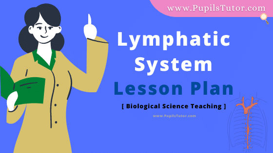 Lymphatic System Lesson Plan For B.Ed, DE.L.ED, BTC, M.Ed 1st 2nd Year And Class 7th and 10th Biological Science  Teacher Free Download PDF On Mega, Real And Simulated Teaching Skill In English Medium. - www.pupilstutor.com