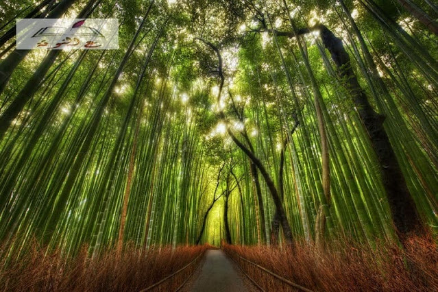 غابة ساغانو بامبو|Sagano Bamboo Forest – Kyoto, Japan