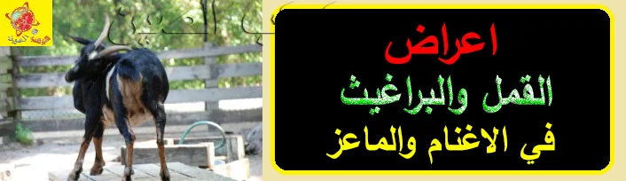 "علاج البراغيث في الماعز" "علاج البراغيث في الاغنام" "علاج القمل في الماعز" "علاج القمل في الاغنام" "مكافحة قمل الاغنام والماعز" "مكافحة قمل الماعز والاغنام" "كيفية القضاء على قمل الماعز والاغنام" "تأثير القمل والبراغيث على الاغنام والماعز"