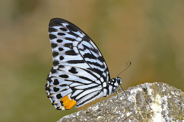 Graphium delessertii