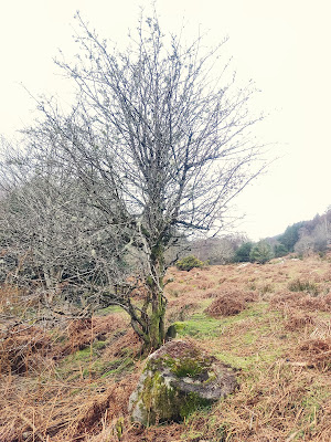 Bullaun Stone, Glendalough