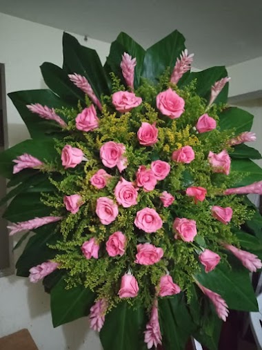 LAGRIMA FUNEBRE GINGER ROSADO
