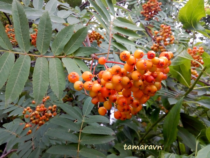 Рябина амурская / Рябина похуашаньская (Sorbus amurensis, =Sorbus pohuashanensis)