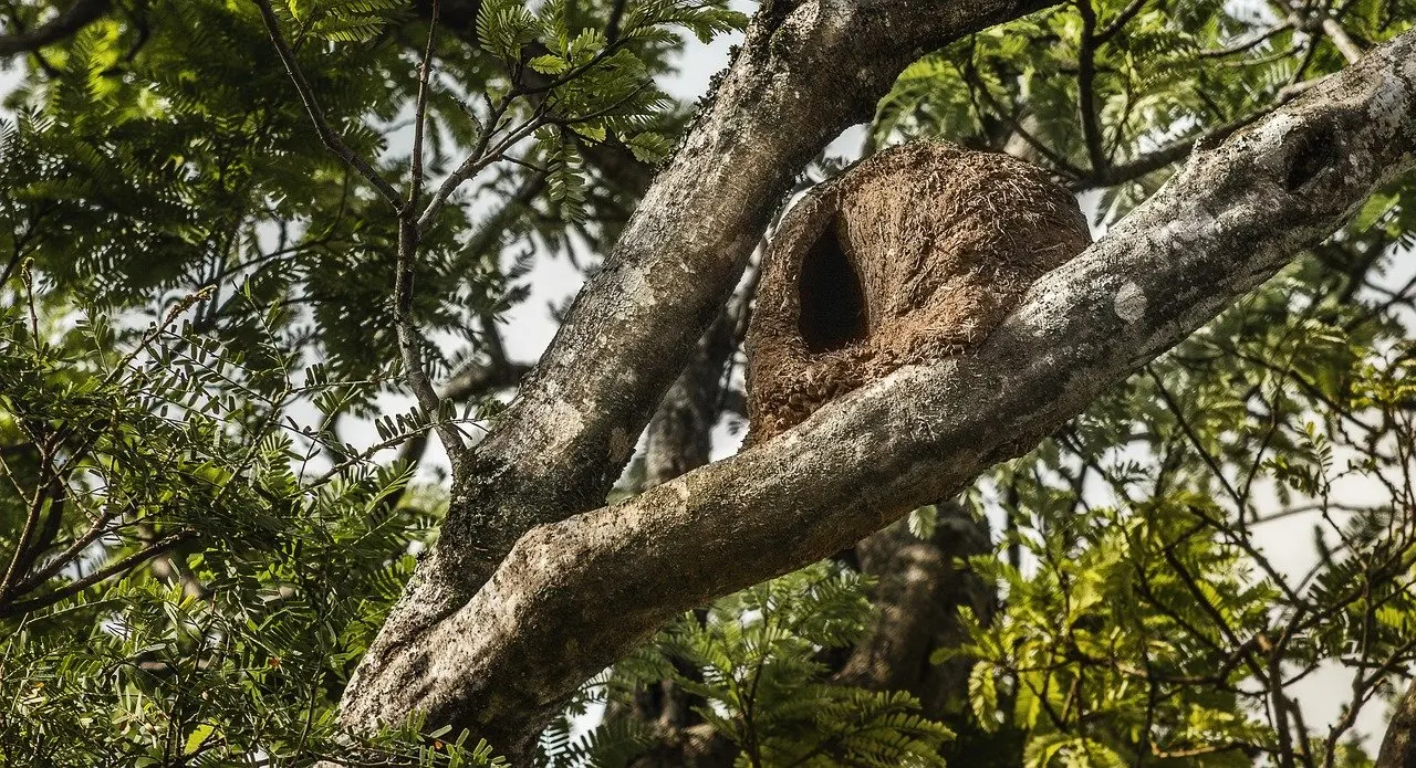 Olhe só uma casa de joão-de-barro na árvore