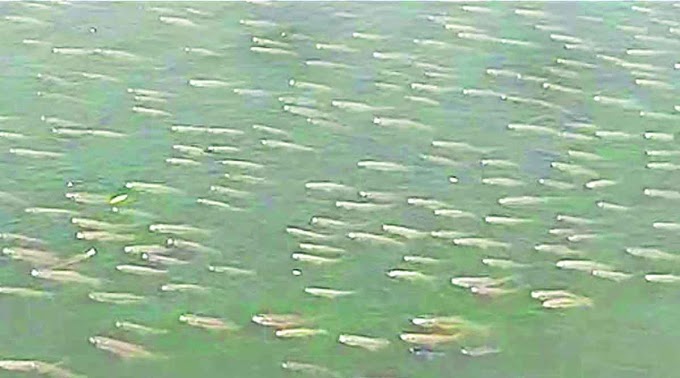  पंचगंगेत हजारो मासे पाण्यावर…; वाढते प्रदूषण