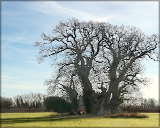 ancient gnarled trees in winter