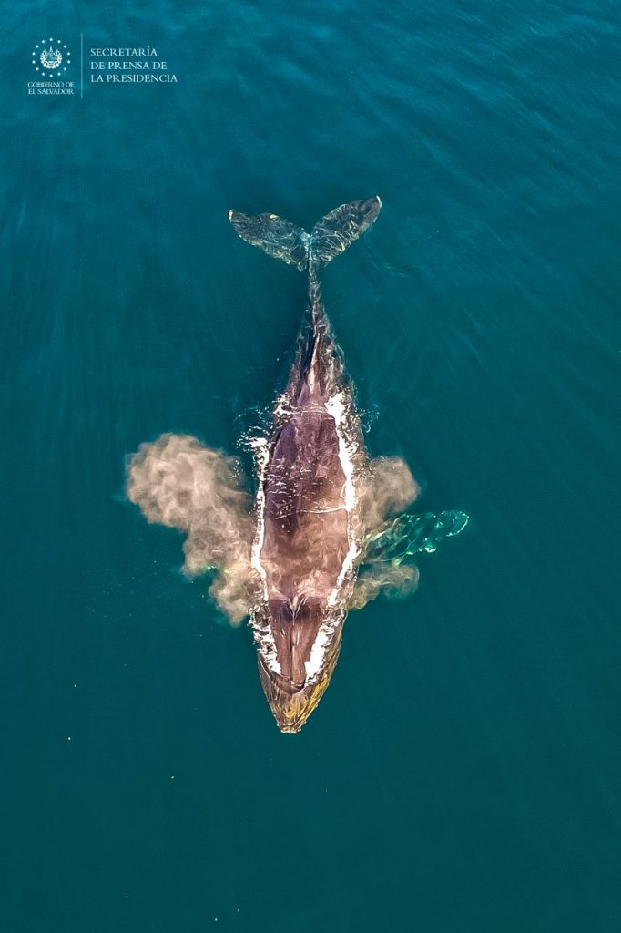 El Salvador: Captan ballenas en el puerto de Acajutla