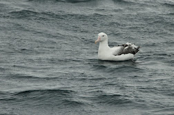 Northern albatross just landed beside the boat off Taiaroa Head