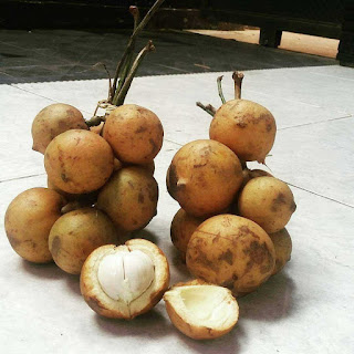 Buah Kapul (Baccaurea macrocarpa) buah langka khas kalsel