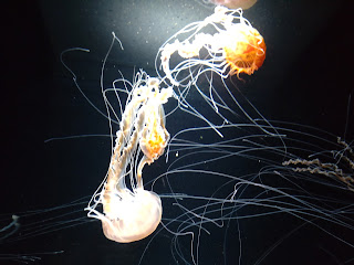 加茂水族館のクラゲ